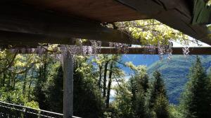 卡罗纳Casa Barbara - eine Oase der Ruhe oberhalb des Lago di Lugano的挂在树上的一束紫色花