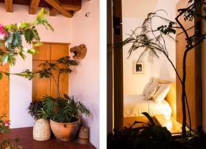 瓦哈卡市AYOOK的两幅画,一幅有植物的房间和一间卧室