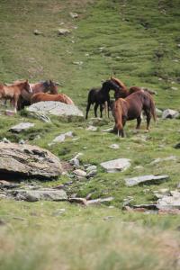 埃斯特里-德阿内乌Hostal Vall D'Aneu by Arcas & Sambola的一群马在草地上放牧