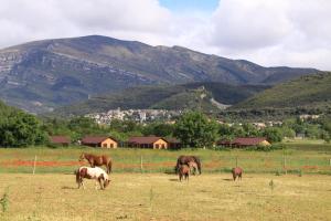 博尔塔纳wecamp Pirineos的一群马在山地的牧场上放牧
