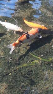 彼得罗波利斯Casa no Céu的水中的一种橙色和白色的鱼