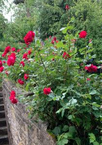 马特洛克艾伦之家住宿加早餐旅馆的花园里的一束红玫瑰