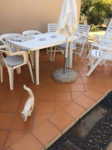 圣特雷莎加卢拉Casa Maltinu的一只猫站在桌子和椅子旁边