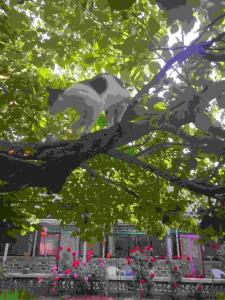 延庆县北京八达岭长城曹家四合院客栈 的一只猫坐在树枝上