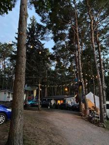 斯文托伊Undinėlė的一群停在森林中的帐篷和汽车