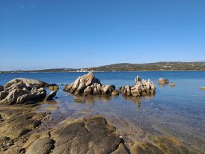 菲加里Elsanais的一群海豹坐在水中的岩石上