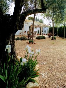 马尔莫莱霍La Casa del Abuelo Jose的一座花园,在房子前有白色的花朵