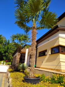 切哈诺维茨Hotel Arkadia的房屋前的棕榈树
