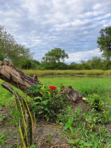 NyakisikuAfrica Safari Selous Nyerere national park的落在田野上的一棵树,种着红色的花