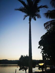泰鲁阿帕库度假酒店的棕榈树坐在水体旁边