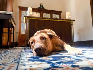 布达佩斯卡拉斯之家酒店的一只棕色的大狗躺在地板上的地毯上
