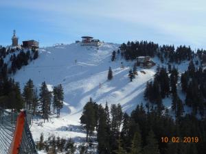 波亚纳布拉索夫Ski & Bike Residence的山上有树木的雪覆盖的斜坡