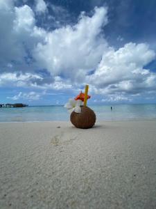 曼度Mandhoo Inn的海滩上的椰子