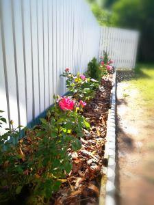 HaljalaMia Guesthouse的白色围栏旁的粉红色花卉花园