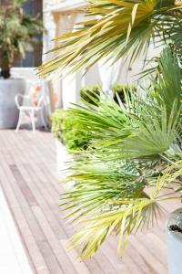 切尔维亚Hotel Conchiglia的天井上种植了一组棕榈树