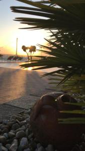 AlbanellaHotel Ristorante Paradiso的坐在海滩上的植物,在日落的背景中