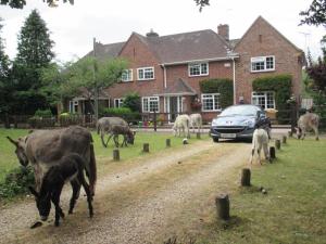 布罗肯赫斯特Hops Main House, Brockenhurst, New Forest的一群动物在房子前放牧