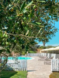 斯廷蒂诺阿西纳拉公园酒店的游泳池旁的绿橄榄树