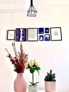 'Aïn TayaLes Falaises的两瓶花花和墙上的照片