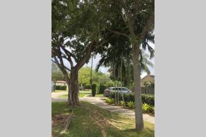 迈阿密Beautiful Quiet Neighborhood的街道旁人行道上的一群树木