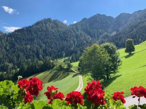 ThierbachTradlhof的一片红花,山 ⁇ 背景