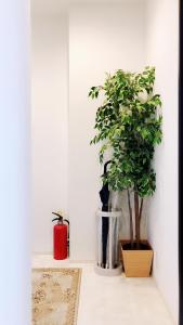 市川市竹内公寓的壁上一个花瓶里的植物