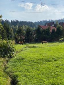 科尔别卢夫Agroturystyka u Beaty Dom II的三头牛在一片绿草丛中放牧