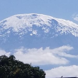 莫希Climbers Home的山地的雪覆盖着一棵树