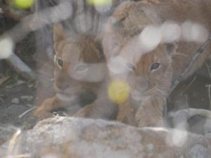 Grietjie Game ReserveMbizi Bush Lodge的三只猫眼透过玻璃窗看