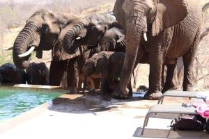 Grietjie Game ReserveMbizi Bush Lodge的一群大象站在水塘边