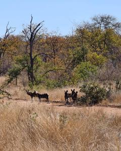 Grietjie Game ReserveMbizi Bush Lodge的一群在田野里行走的动物