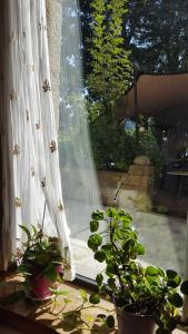 欧阿提兹乌萨太吉塔酒店的院子中一些植物的窗帘窗户