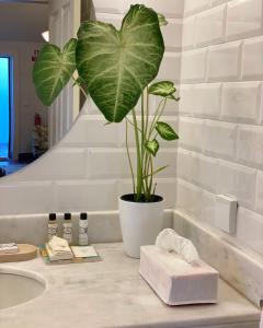 丰沙尔Bordal Houses的浴室内一个盆子中的植物