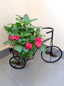 萨克德佐尔镇Hillside Apartment Tsaghkadzor的一种种植在自行车种植园里的植物,花红