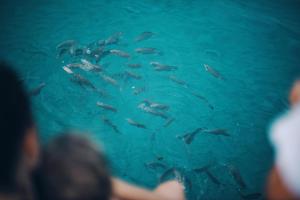 库德岛库德岛天然海滩度假酒店的一群鱼在水中游泳