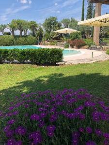 蒙赞巴诺agriturismo" il glicine bianco"的游泳池前种有紫色花的花园
