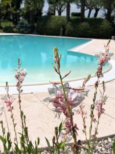 蒙赞巴诺agriturismo" il glicine bianco"的游泳池前的花