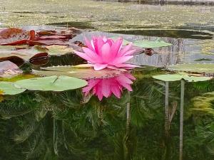 班奥南矛甲米府阿拉万海滩度假酒店的池塘顶上的粉红色水百合