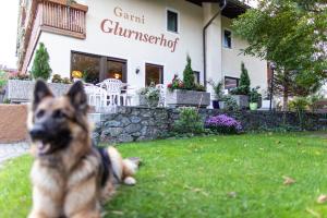 格洛伦萨Garni Glurnserhof的坐在餐厅前的草地上的狗