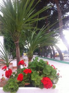 维耶斯泰阿拉杰斯特假日俱乐部公寓式酒店 的公园里红花和棕榈树的展示