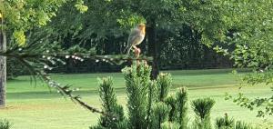 CavagnacMoulin du soustre的鸟坐在树枝上