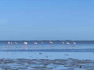乌姆苏克Dar Lola的一群粉红色的火烈鸟站在海滩上