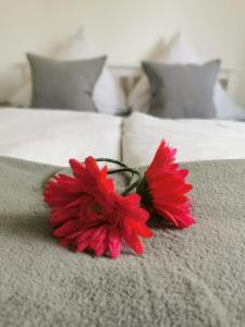皮尔马森斯Hotel Schenk的坐在床上的红花