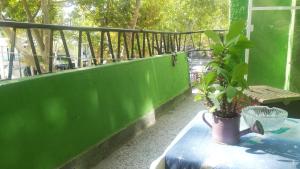 SilistraCentral Apartment的绿意盎然的阳台,桌子上放着盆栽植物