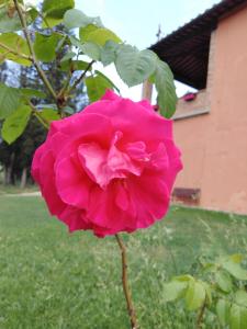 卡斯泰尔菲奥伦蒂诺Villa Niccoli的粉红色的玫瑰在院子里生长