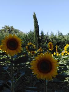 卡斯泰尔菲奥伦蒂诺Villa Niccoli的一组黄色向日葵在田野里