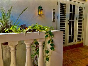 圣胡安风铃精品酒店 的墙上种植植物的种植者