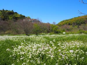 濑户内市库罗氏玛如旅馆的田野中的白花田