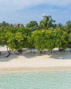 古雷德胡Rosy Villa Hotel的水边海滩上的一群树木