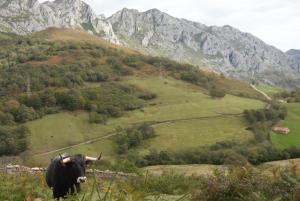 NavedoApartamentos El Abertal的站在山丘上,背靠山的牛